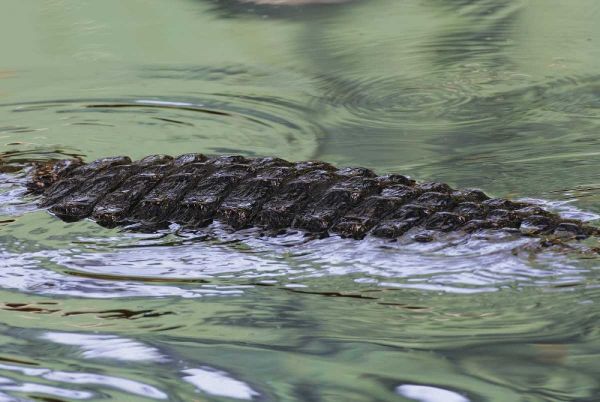 FL American alligator back in water